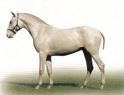 Lusitano Solar HM foi destaque na Expo Americana