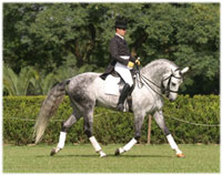 The versatility of the Lusitano at the Expo Equi