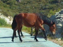 Plea from a Town Councillor «Stop Horse Slaughter»