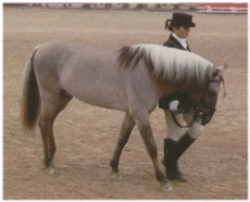 The Sorraia horse as a Christmas theme