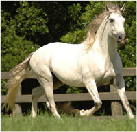 III Iberian Horse Fair (Spain)
