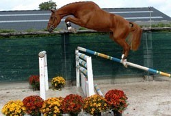 Mechelen Auction of Sport Horses