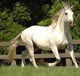 Admiss&atilde;o de Garanh&otilde;es - Calend&aacute;rio para 2006