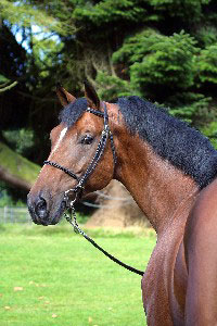 Cavalos e raquetes de ténis...