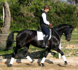 CNEMA: 12.000 visitors at the II International Horse Show