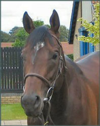 Uncertain future for Sheik Maktoum's horses