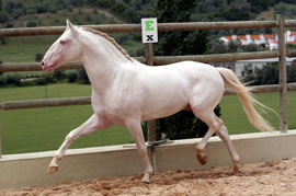 INTERNATIONAL Gosto Equino at the 2nd Sport Horse International Exhibition