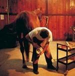 Horse Shoeing: Practical and Theoretical Course