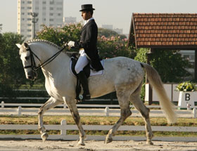BRASIL: Cavalo Lusitano é destaque no Ensino