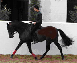 Real Escuela Andaluza - Leilão de Cavalos