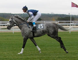 Cerqueira vai montar Zorro Gris no GP da Andaluzia