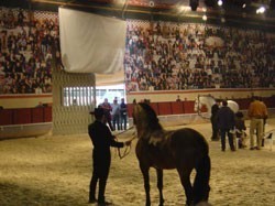 40.000 Visitors at the III National Fair of the Bull