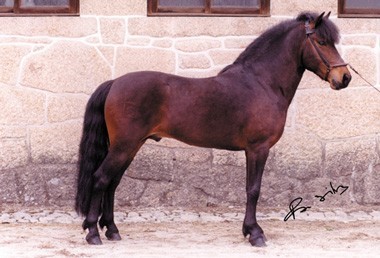 Medidas para "For&ccedil;ar" Registo de Cavalos