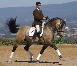 Do Garrano ao Lusitano...