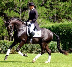 Brasil: 7º Leilão Seis Estrelas do Lusitano um sucesso