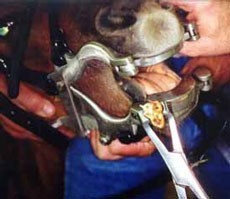 Equine dentristry course at Alter