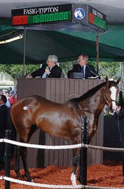 US colt fetches world record $US16m