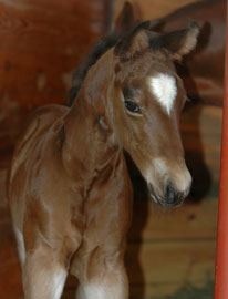 First two commercially cloned horses in Texas