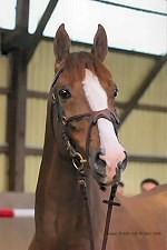 Rodrigo Pessoa vai montar Palouchin