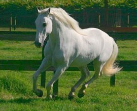 Horse antibodies are effectove against the bird flu virus H5N1