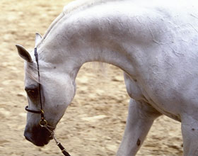 A Pain In The Neck …