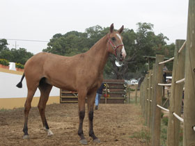 2&ordm; Edition of the Lusitano Auction at Paul da Vala