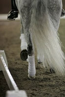 Poules de Ensino no Club D. Carlos