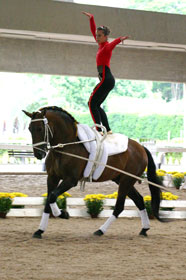 Brazilian bred Lusitano horse in the WEG 2006