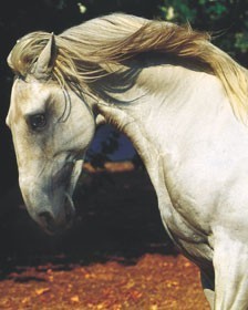 Coudelaria Ant&oacute;nio Palha promotes public auction