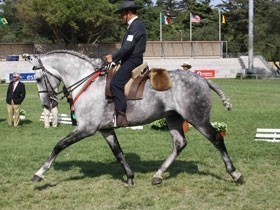 Portugal's best lusitano stock on show in Cascais