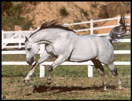 Interagro os maiores criadores do mundo do PSL