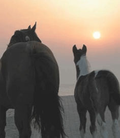 Um Ano na vida de um Cavalo...