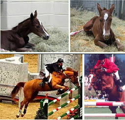 Birth of E.T.Cryozootech-Stallion, clone of “ET”