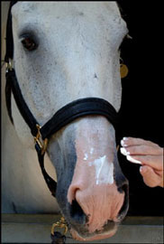 Sunblock appeal helps albino police horse