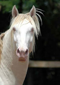 Colecção Interagro 2006 - PSL