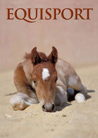 Calendários 2007 - Imagens de Cavalos