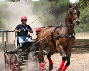Atrelagem em destaque na Companhia das Lezírias