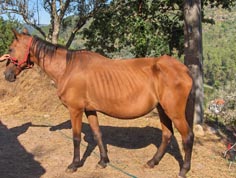 ANI+ Centro de resgate e tratamento de cavalos