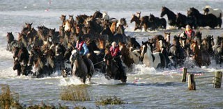 Cavalos encurralados pela subida das águas