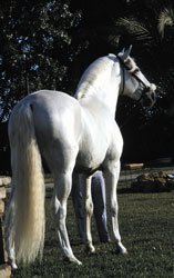 Brasseur muda para cavalos espanhóis