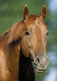 Herpes Virus Equino mata 5 Cavalos na Florida