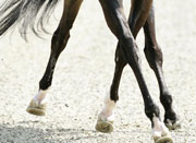 Frankfurt: A “saga” da Ta&ccedil;a do Mundo de Dressage (Jovens Cavaleiros)