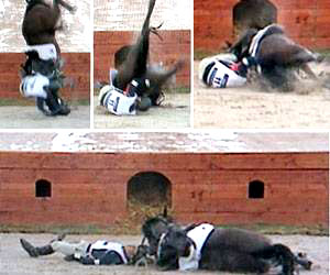 Korean eventer in fatal accident