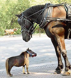 Thumbelina, the world's smallest horse