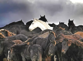 Fotografia de cavalos encurralados conquistou Troféu Internacional