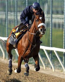 Kentucky Derby winner Barbaro put down