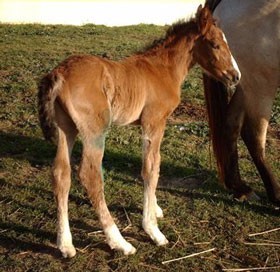 Nasceu Cinderella no Bombarral...