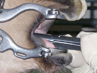 Equine practical dentistry course