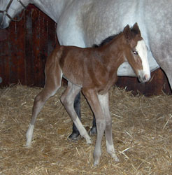 Another Foal for Weihaiwej