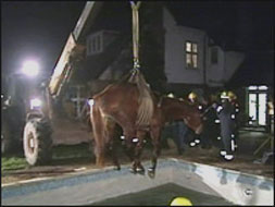 Horse rescued from swimming pool